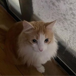 Meet your Posher, Sihem